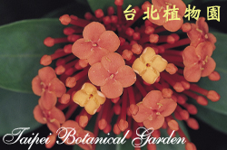 仙丹花，花朵的圖片