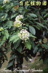 白仙丹花，花朵的圖片