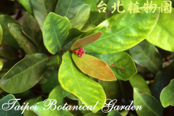 仙丹花，葉子的圖片