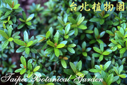 仙丹花，葉子的圖片