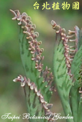 不死鳥，葉子與果實的圖片