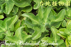 匙葉燈籠草，葉子的圖片