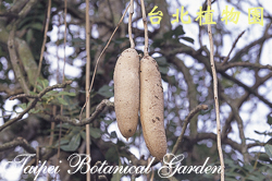 蠟腸樹，果實的圖片