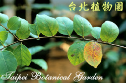 九芎，葉子的圖片