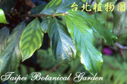 雞屎樹，葉子的圖片