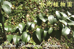 日本女貞，葉子的圖片