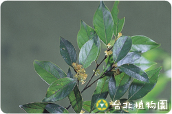 香葉樹，花朵的圖片