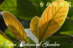 竹頭角木薑子，葉子的圖片