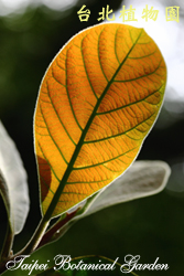 竹頭角木薑子，葉子的圖片