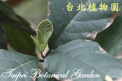 竹頭角木薑子，葉子新芽的圖片