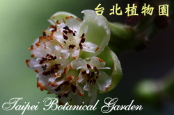 蘭嶼木薑子，花朵的圖片