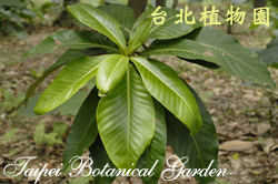 蘭嶼木薑子，葉子的圖片