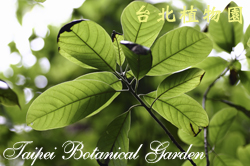 潺槁木薑子，葉子的圖片