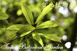 小梗木薑子，葉子的圖片