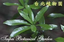 小梗木薑子，葉子的圖片