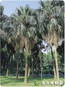 蒲葵，果實的圖片