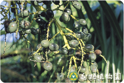 蒲葵，花的圖片