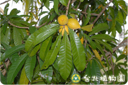蛋黃果，果實與葉的圖片