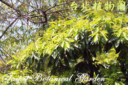 大葉楠，樹的圖片