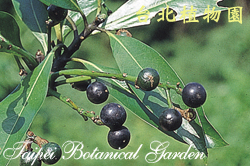 大葉楠，果實與葉的圖片