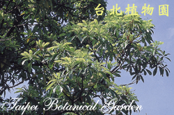 大葉楠，樹的圖片