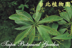 大葉楠，花朵與葉的圖片