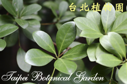 倒卵葉楠，葉子的圖片