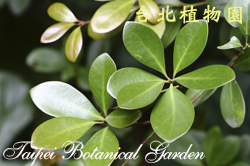 倒卵葉楠，葉子的圖片