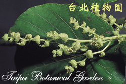 血桐，花朵的圖片