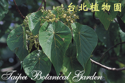 血桐，花朵與葉的圖片