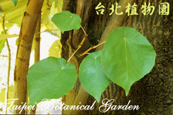 血桐，樹幹與葉的圖片