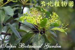 紅楠，果實與葉子的圖片