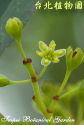 紅楠，花朵的圖片