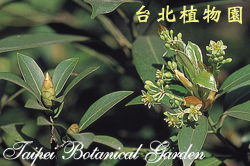 紅楠，花朵與葉的圖片