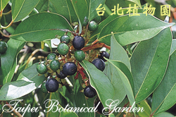 紅楠，果實與葉的圖片