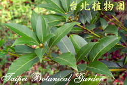 紅楠，果實與葉的圖片