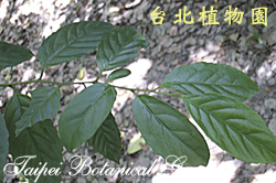 臺灣山桂花，葉子的圖片