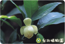 夜合花，花朵與葉的圖片