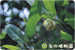 夜合花，花朵與葉的圖片