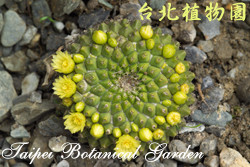 金洋丸，花朵與果實的圖片