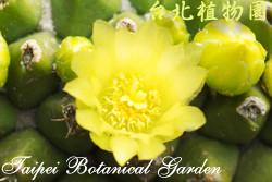 金洋丸，花朵的圖片