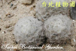 白星，葉子的圖片