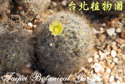 金松玉，葉子的圖片