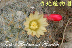 金松玉，花朵與葉子的圖片