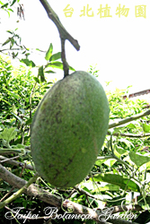 芒果，果實的圖片