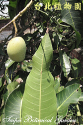 芒果，果實與葉子的圖片
