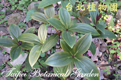 蘭嶼野牡丹藤，葉子的圖片