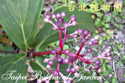 蘭嶼野牡丹藤，果實的圖片