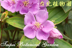 野牡丹，花朵的圖片