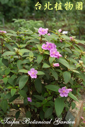 野牡丹，花朵的圖片